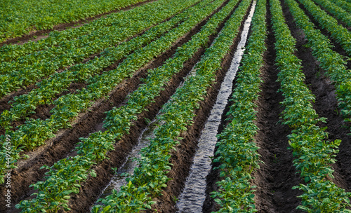 Water flows through an irrigation canal on a potato plantation. Surface irrigation of crops. European farming. Agriculture. Agronomy. Providing the field with life-giving moisture.