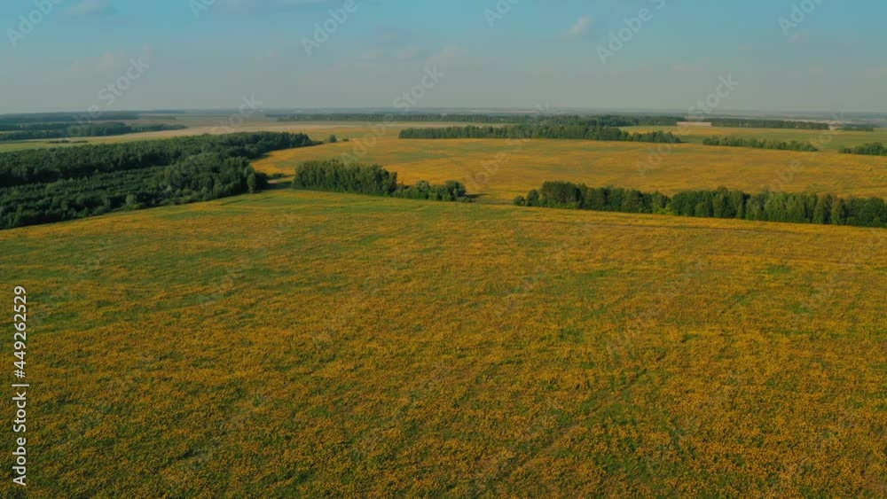 Endless yellow fields of plants in sunshine, 4K aerial video. Agriculture field with blooming flowers. Eco farming Endless yellow fields of plants in sunshine, 4K aerial video. Agriculture field with blooming flowers. Eco farming
