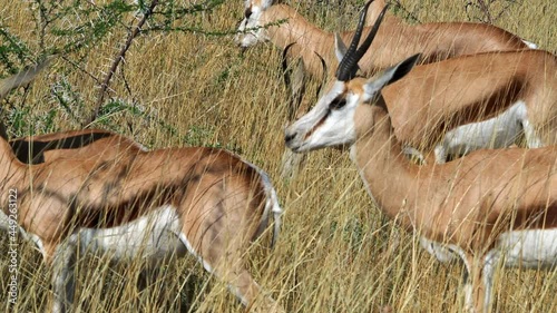 Herd of springbok in the wild, Etosha National Park, Namibia, Africa.  photo
