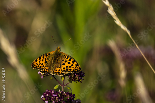Shallow focus shot of a queen of spain fritillary butterfly on a flower photo