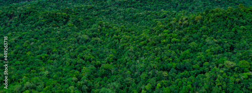 Nature background of a stretched forest, a bright green natural banner of a tropical forest