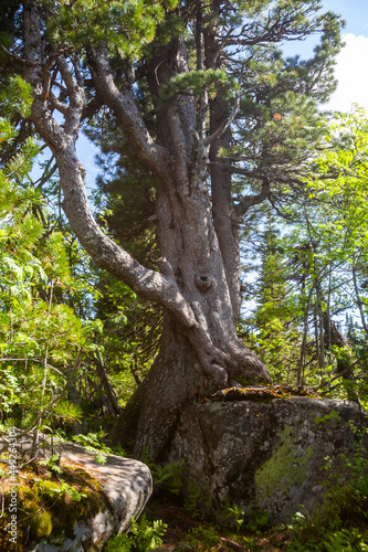 Pine tree on a stone. Shoriya. Kemerovo Oblast  Russia