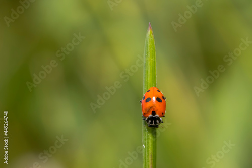 Close up shot of Ladybug on the grass blade