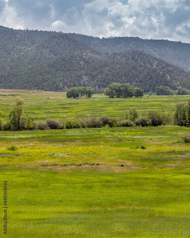 Trees in the middle of huge meadow at San Juan mountains in Colorado near Ridgeway city.