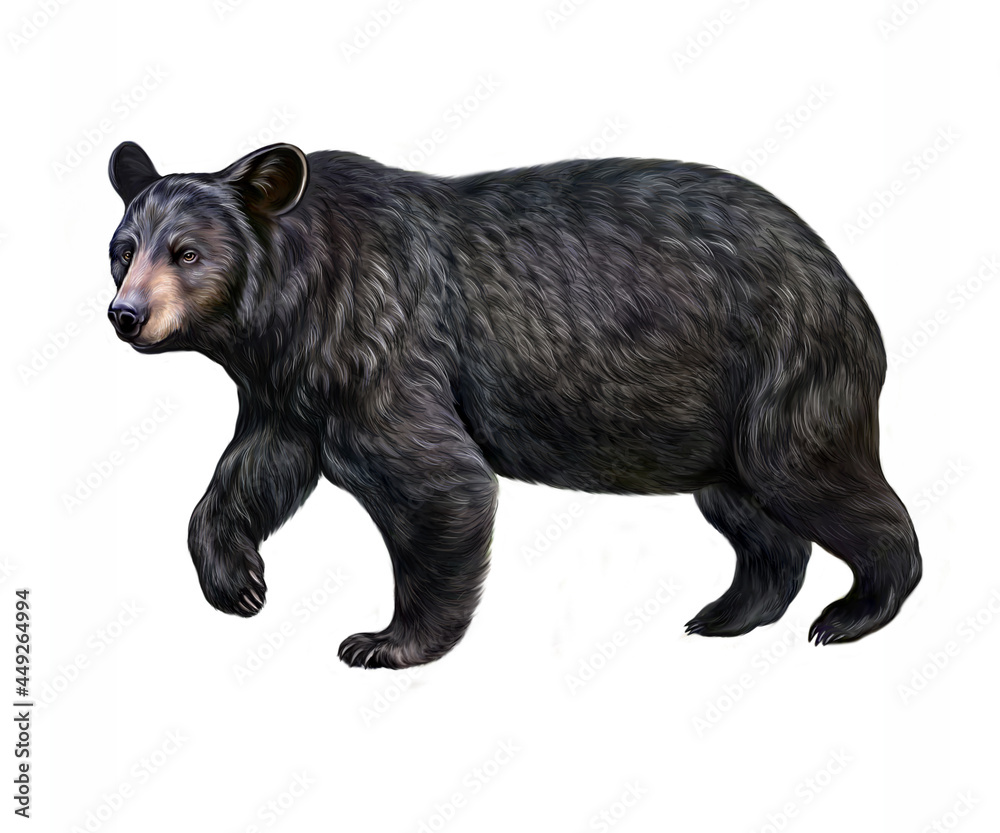 The American Black Bear Ursus Americanus Stock イラスト Adobe Stock