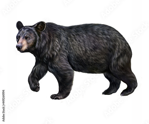 The American black bear  Ursus americanus 