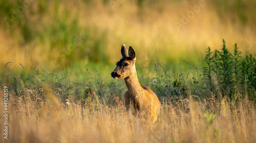 Fototapeta Naklejka Na Ścianę i Meble -  Roe Deer (Capreolus capreolus) walks on a green meadow. Roe Deer looking for a food. Meadow with wild animals. Animal in a natural habitat.