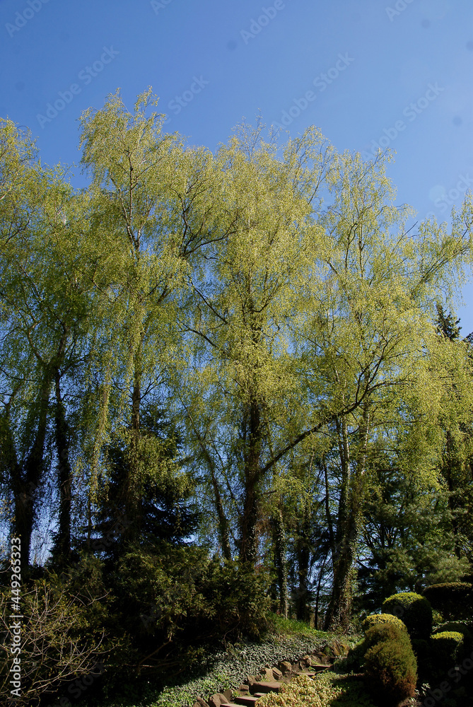 Fototapeta premium birch tree with growing fresh foliage at spring in park