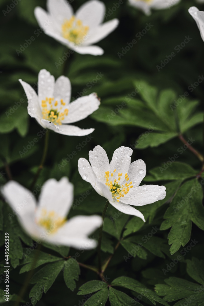 Closeup macro of white wild flowers in spring Closeup macro of white wild flowers in spring