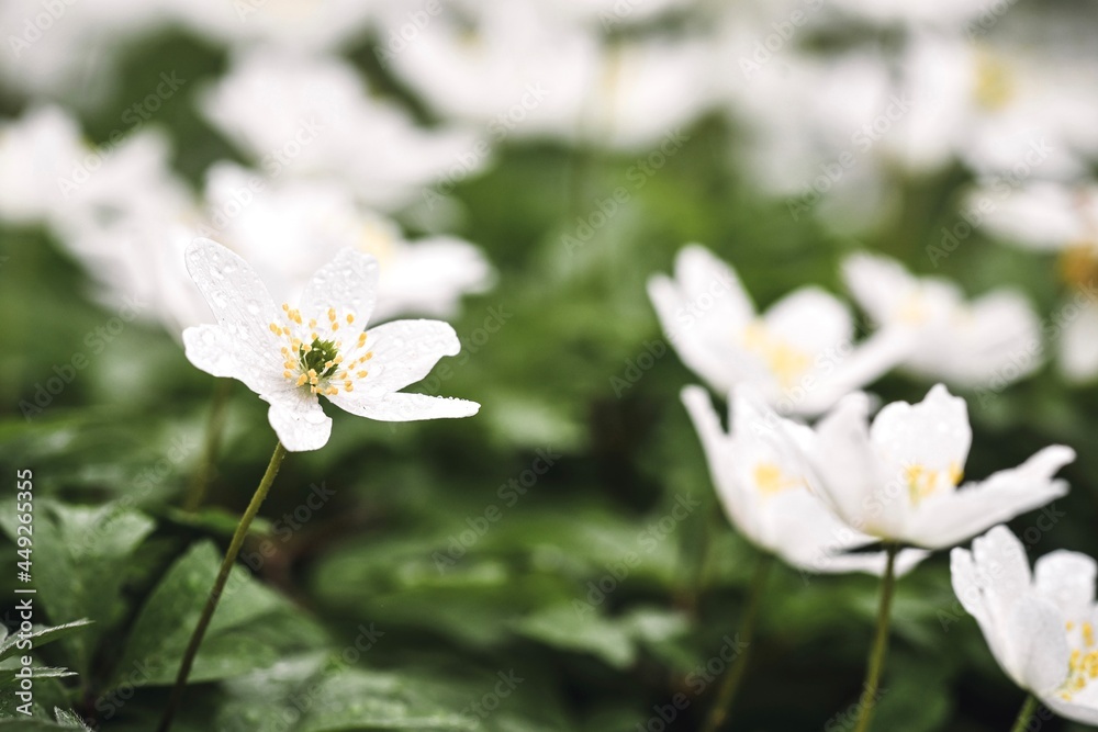 Closeup macro of white wild flowers in spring Closeup macro of white wild flowers in spring