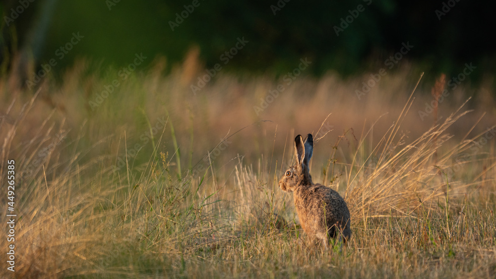 European Brown Hare (Lepus Europaeus) resting in a meadow. The hare is basking in the sun. Hare in summer farmland setting European Brown Hare (Lepus Europaeus) resting in a meadow. The hare is basking in the sun. Hare in summer farmland setting