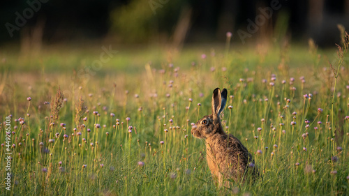 Valokuva European Brown Hare (Lepus Europaeus) resting in a meadow