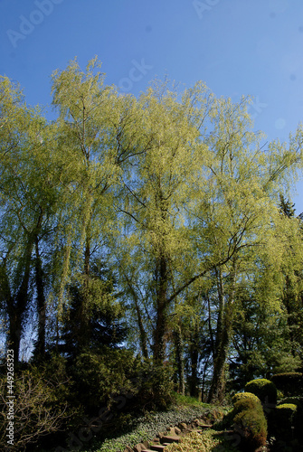 Fototapeta Naklejka Na Ścianę i Meble -  birch tree with growing fresh foliage at spring in park