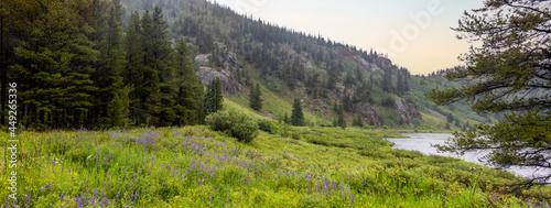 Panoramic view of Wildflower meadow in Colorado rocky mountains near Shrine pass