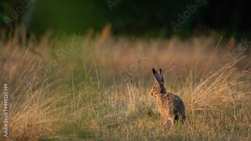 Fototapeta Naklejka Na Ścianę i Meble -  European Brown Hare (Lepus Europaeus) resting in a meadow. The hare is basking in the sun. Hare in summer farmland setting
