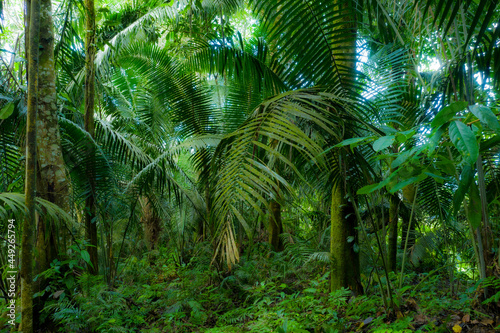 A lush background of a tropical forest, a banner of nature with lush green colors
