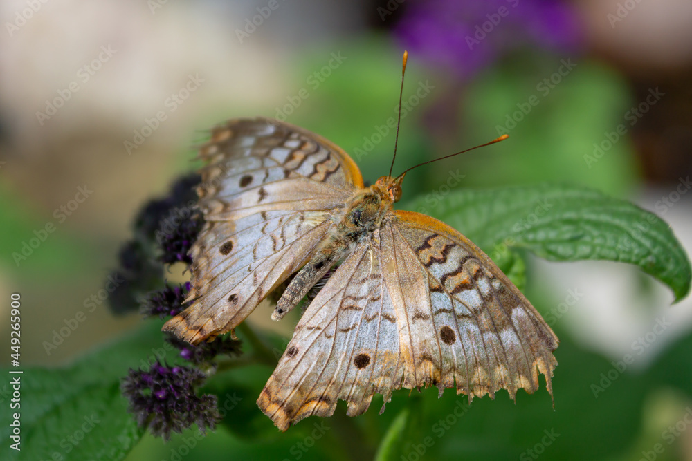 Fototapeta premium Close-up butterfly green on background