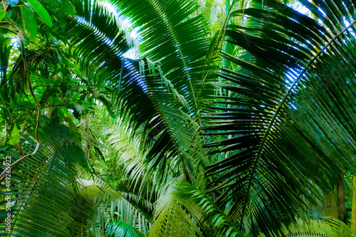 Background of large leaves and a vine inside a tropical forest  a banner of nature with a green coloration