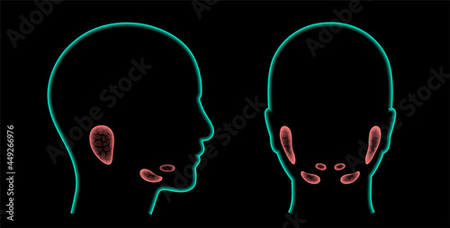 Salivary gland concept photo