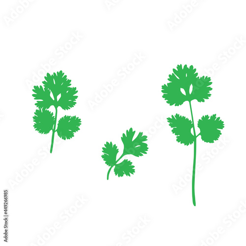 Vector illustration icon. Closeup fresh green  leaves  coriander, parsley or cilantro spice icon set on transparent  background. 
