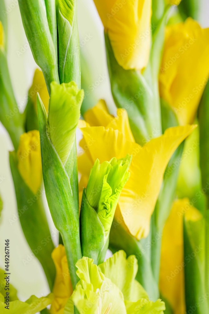 Fototapeta premium Beautiful green and yellow summer gladiolus flowers