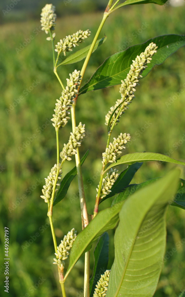 Weeds of Persicaria lapathifolia grow in the field