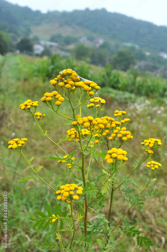 Tansy ordinary (Tanacetum vulgare) blooms in the wild Tansy ordinary (Tanacetum vulgare) blooms in the wild