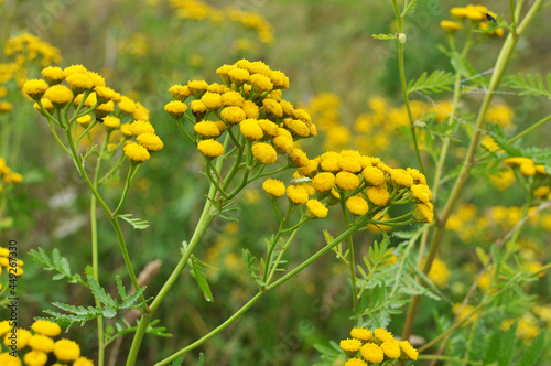Tansy ordinary (Tanacetum vulgare) blooms in the wild