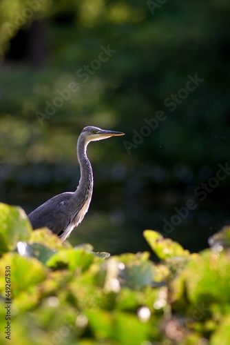 The Gray Heron (Ardea cinerea) is a large rowing bird in the heron family. It is widespread, occurring on all continents of the Eastern Hemisphere.