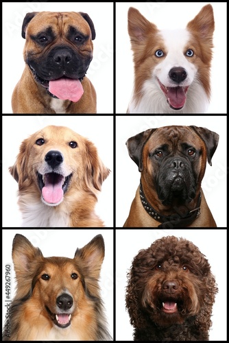 Beautiful dogs in front of a white background