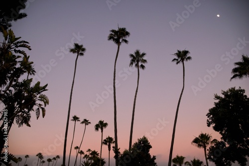 Pink Palm Trees