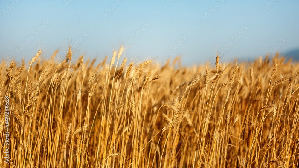 golden wheat field at sunset