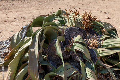 Welwitschie (Welwitschia mirabilis), Namibia photo