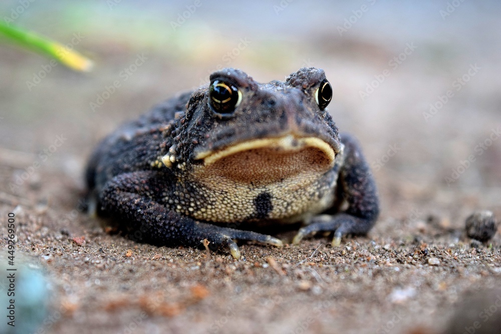Fototapeta premium frog on the ground
