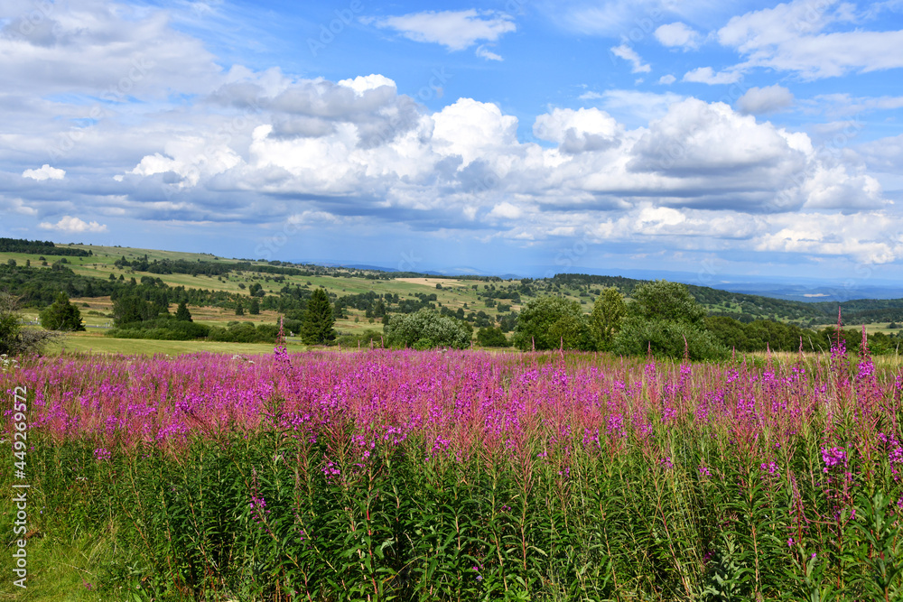 Fototapeta premium Die Hohe Rhön mit blühenden Weidenröschen