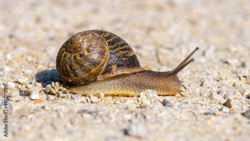 Small slimy brown snail on the dry ground.