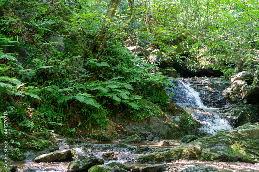 東京都西多摩郡奥多摩町、埼玉県飯能市にある棒ノ折山で登山する風景 Scenery of climbing at Mount Bouno-oreyama in Okutama Town, Nishitama County, Tokyo and Hanno City, Saitama Prefecture. 東京都西多摩郡奥多摩町、埼玉県飯能市にある棒ノ折山で登山する風景 Scenery of climbing at Mount Bouno-oreyama in Okutama Town, Nishitama County, Tokyo and Hanno City, Saitama Prefecture.