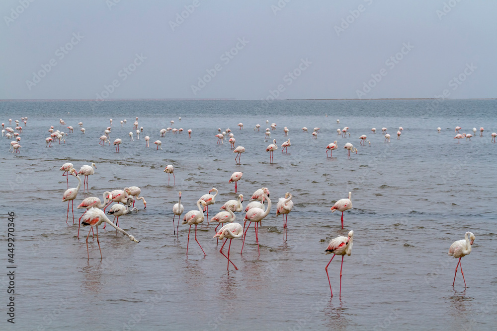 Rosaflamingos (Phoenicopterus roseus), Walvis Bay, Namibia