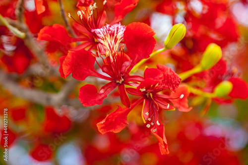 Flammenbaum (Delonix regia) photo