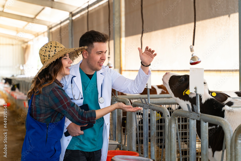 Farmer and veterinarian loving cows in a barn Farmer and veterinarian loving cows in a barn
