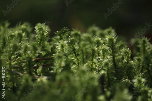 Hylocomiadelphus triquetrus, big shaggy-moss, electrified cat's tail moss, rough goose neck moss. Green transparent moss sparkles in the sunlight. Green mossy forest floor in sunlight.