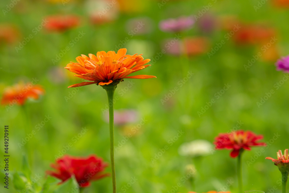 Orange Zinnia Flower In Garden