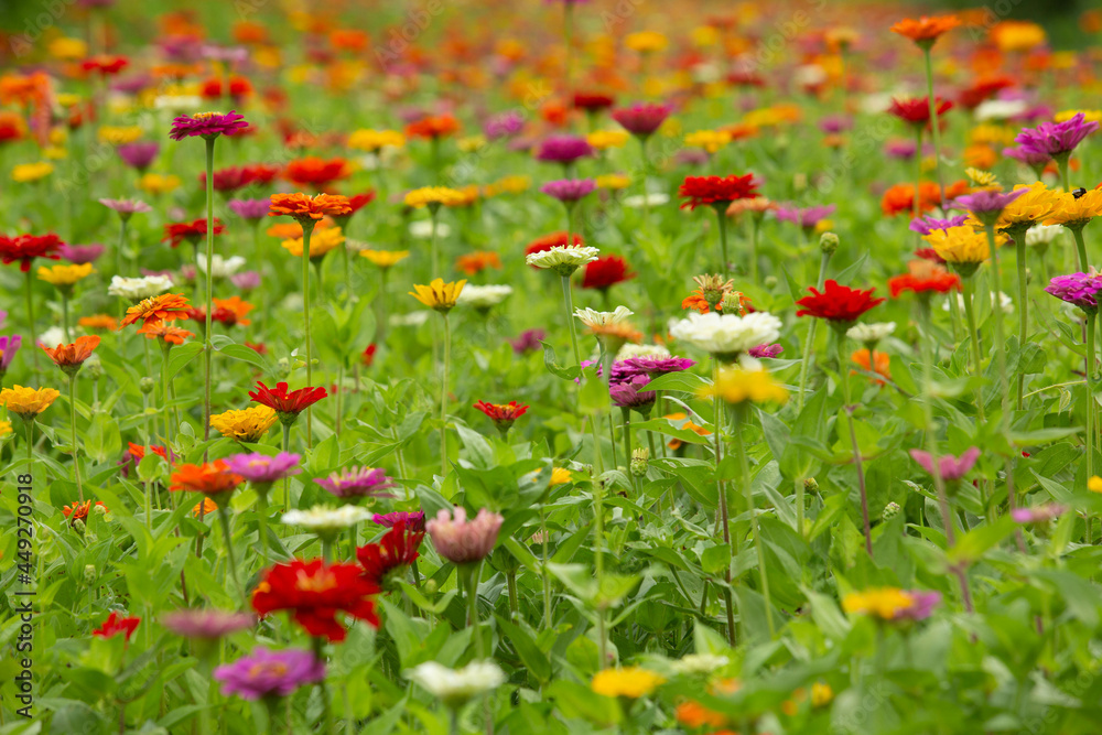 Colorful Garden Field of Zinnia Flowers