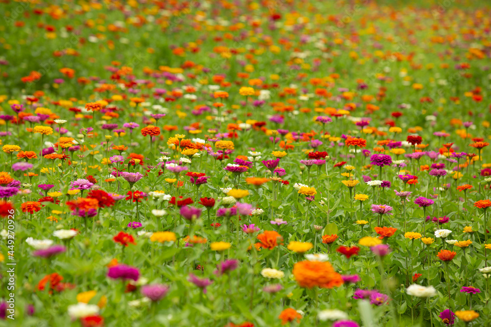 Large Field Of Colorful Zinnia Flowers