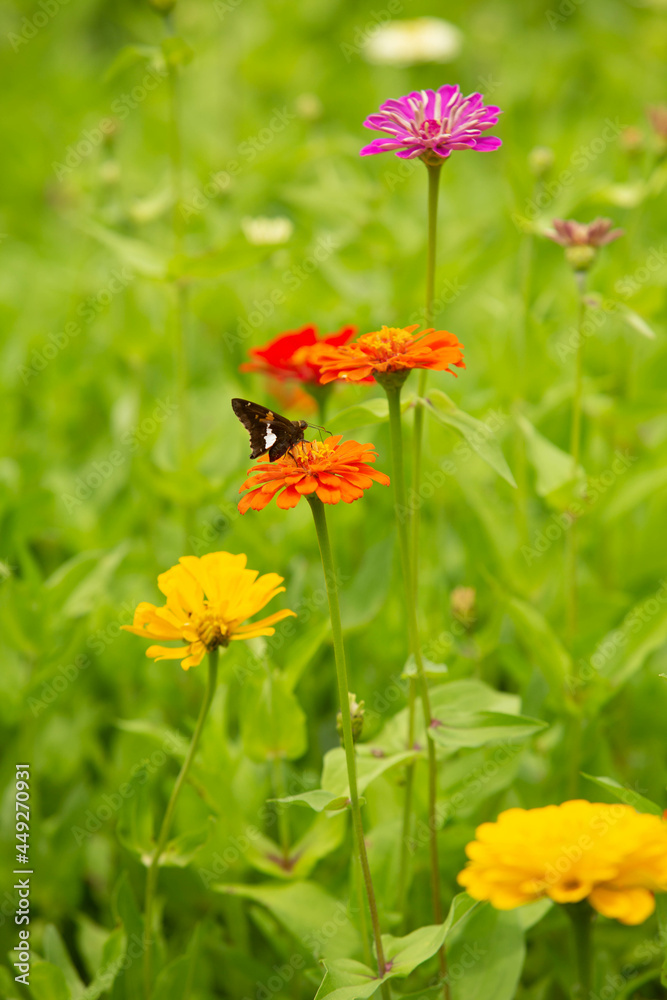 Butterfly On Orange Zinnia Flower