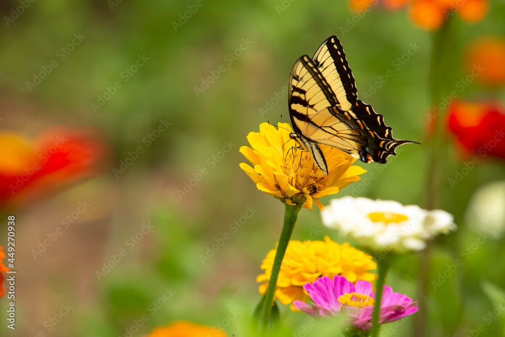 Yellow Tiger Swallowtail Butterfly On Pretty Zinnia Flower Yellow Tiger Swallowtail Butterfly On Pretty Zinnia Flower