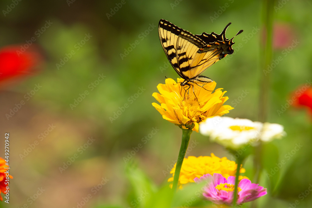 Yellow Tiger Swallowtail Butterfly In Garden Yellow Tiger Swallowtail Butterfly In Garden