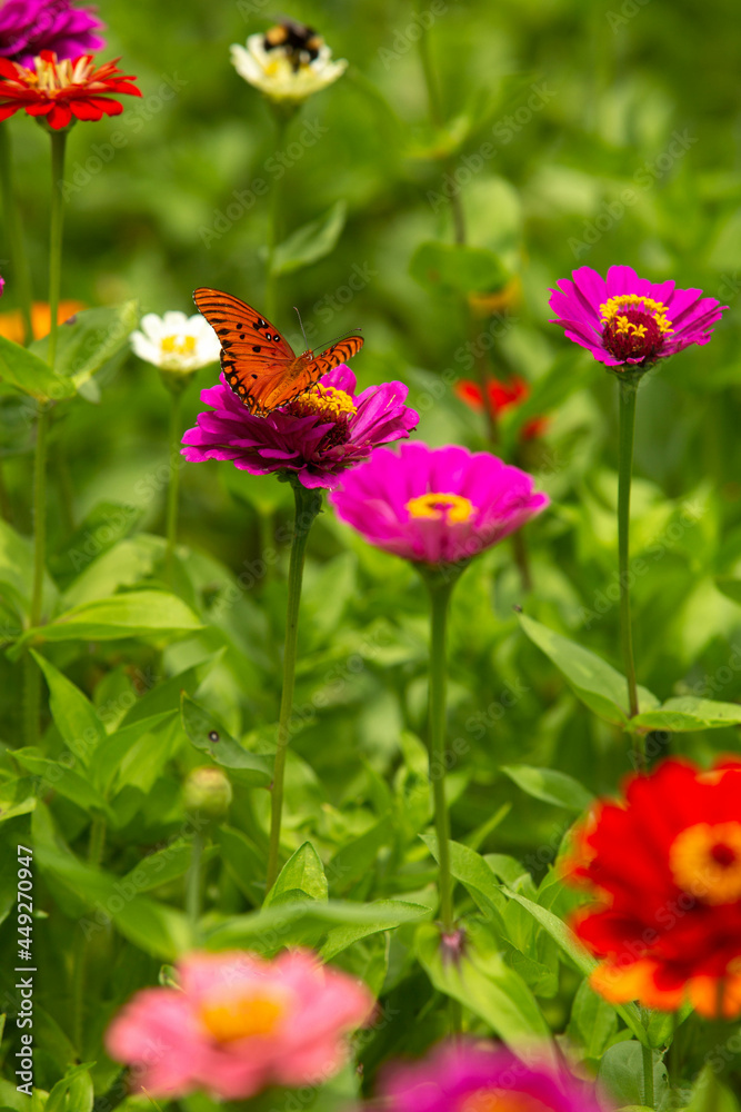 Zinnia Garden With Butterfly Zinnia Garden With Butterfly
