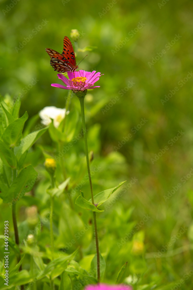 Gulf Fritillary Butterfly On Pink Zinnia Flower In Garden Gulf Fritillary Butterfly On Pink Zinnia Flower In Garden