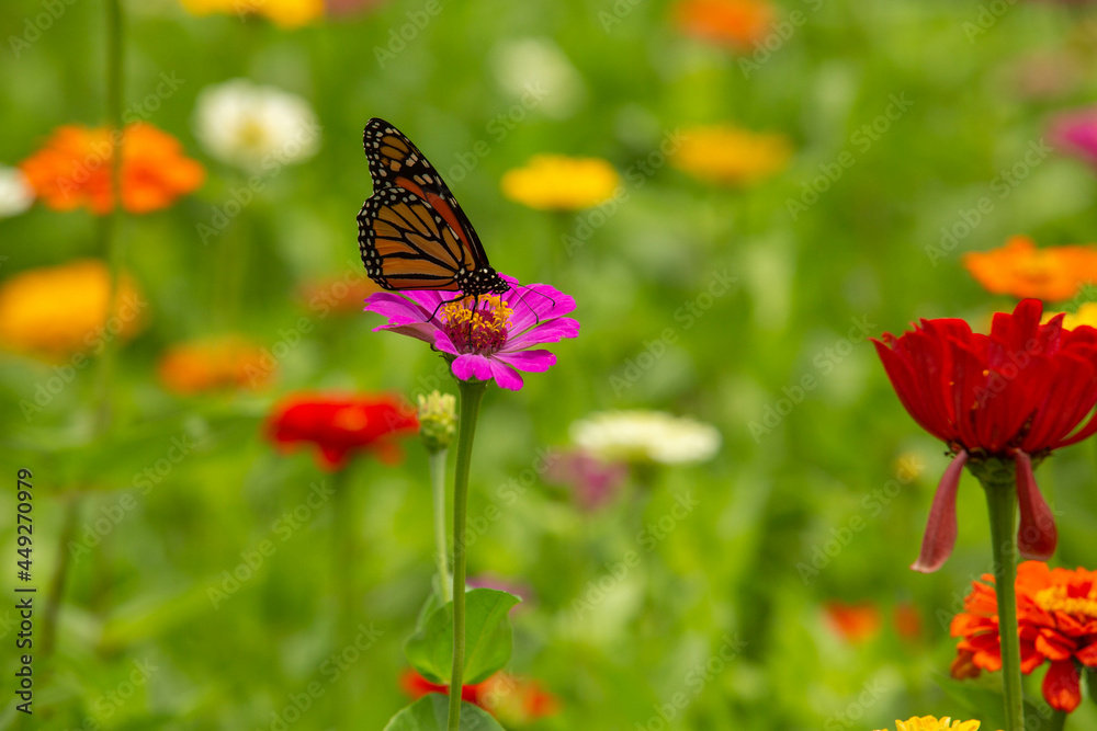 Monarch Butterfly On Pink Zinnia Flower In Garden